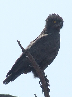 Bateleur Juvenile Bateleur Juvenile